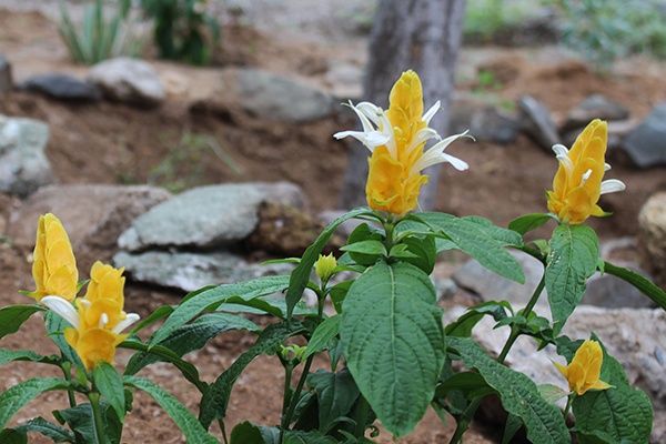 Instalan jardín para polinizadores en el Centro Ecológico de Sonora
