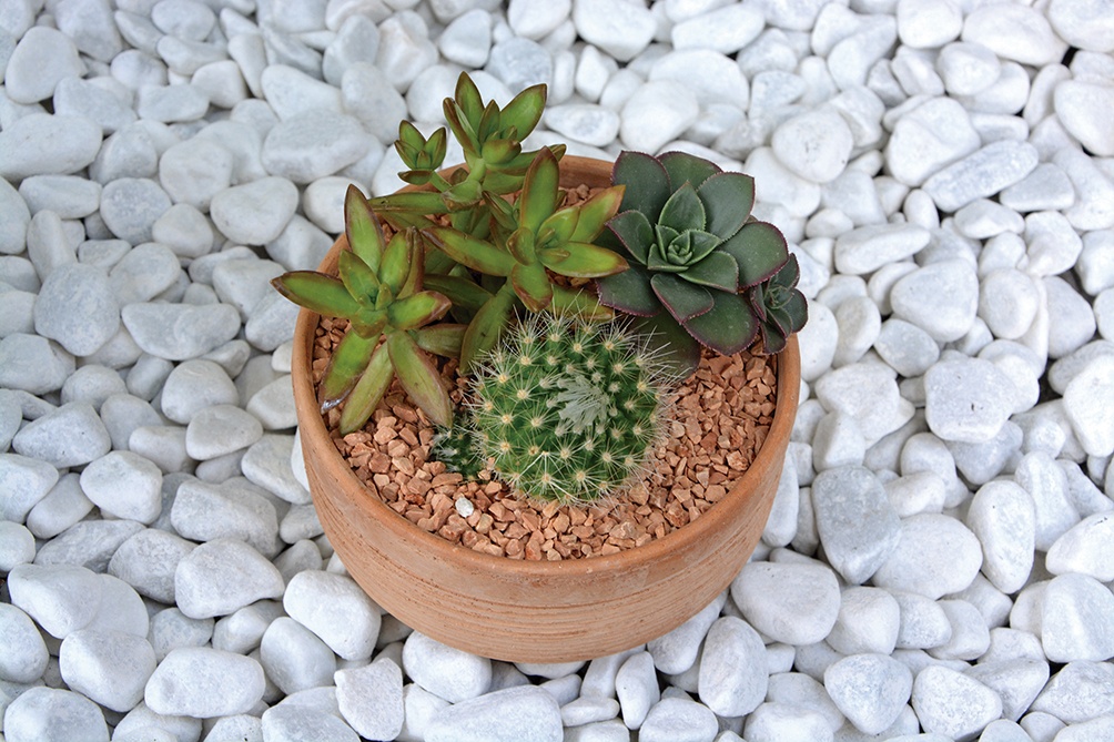 5 plantas para embellecer tu jardín