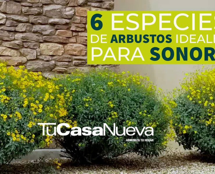 6 especies de arbustos ideales para Sonora