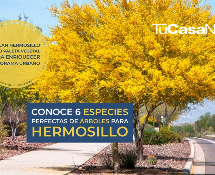 Conoce 6 especies perfectas de arboles para Hermosillo