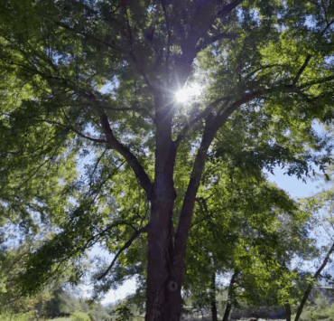 Arboles en terreno en venta en San Felipe de Jesus