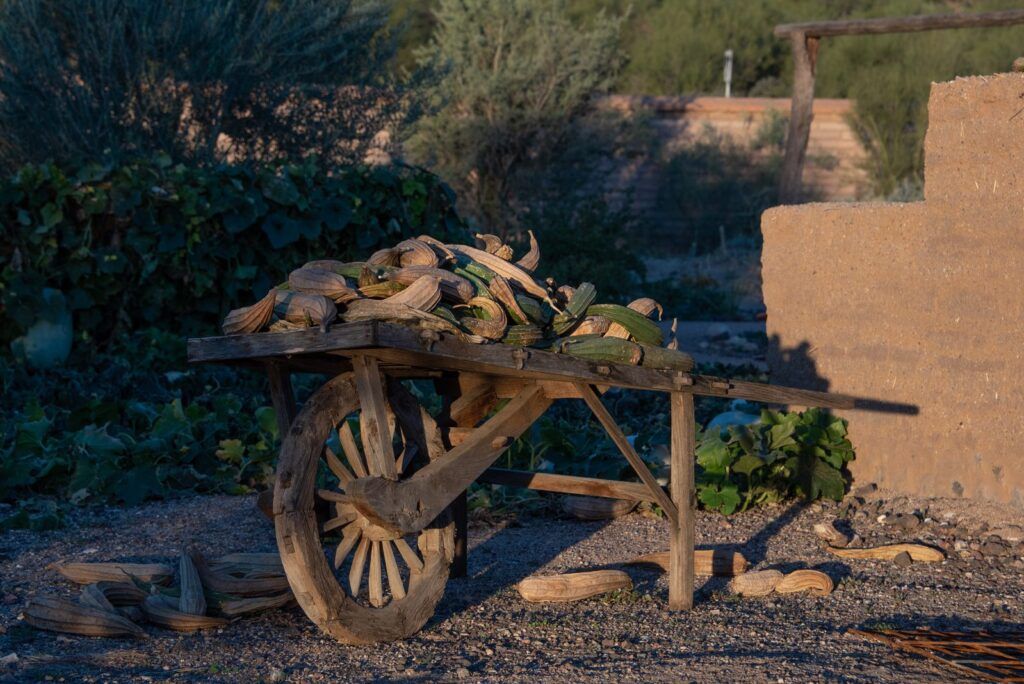 Carretilla con calabazas nativas secas en un jardín histórico de Tucson, reflejo de más de 4,000 años de tradición agrícola