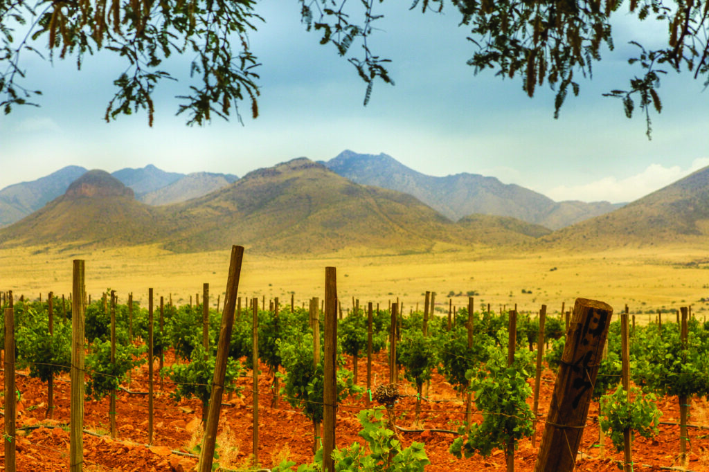 Viñedos de Sonoita-Elgin, una de las tres Áreas Vitivinícolas Americanas (AVA) de Arizona