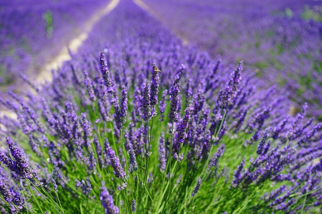 Lavanda, romero y salvia en un jardín aromático bajo sol pleno