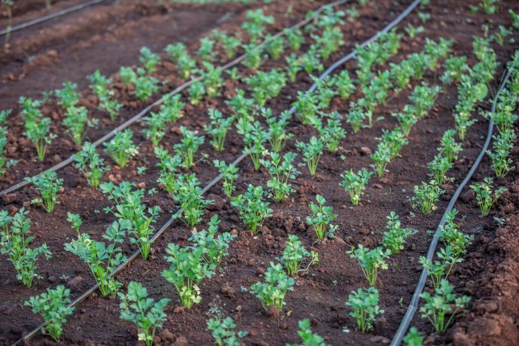 Sistema de riego por goteo en la base de las plantas para clima cálido