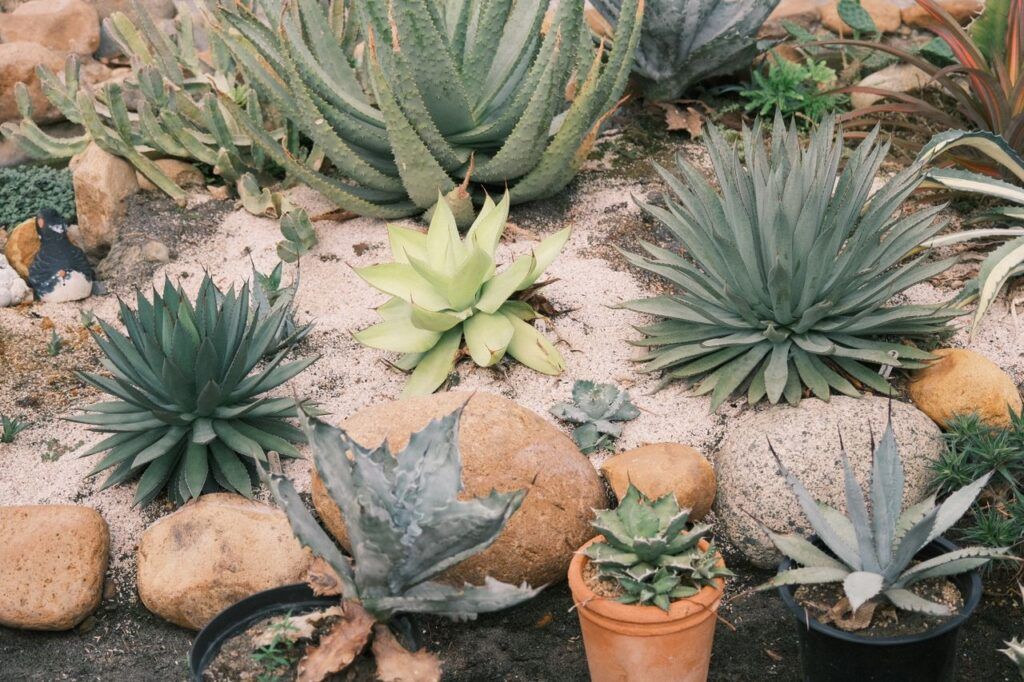 Jardín para clima cálido con plantas de bajo consumo de agua al atardecer