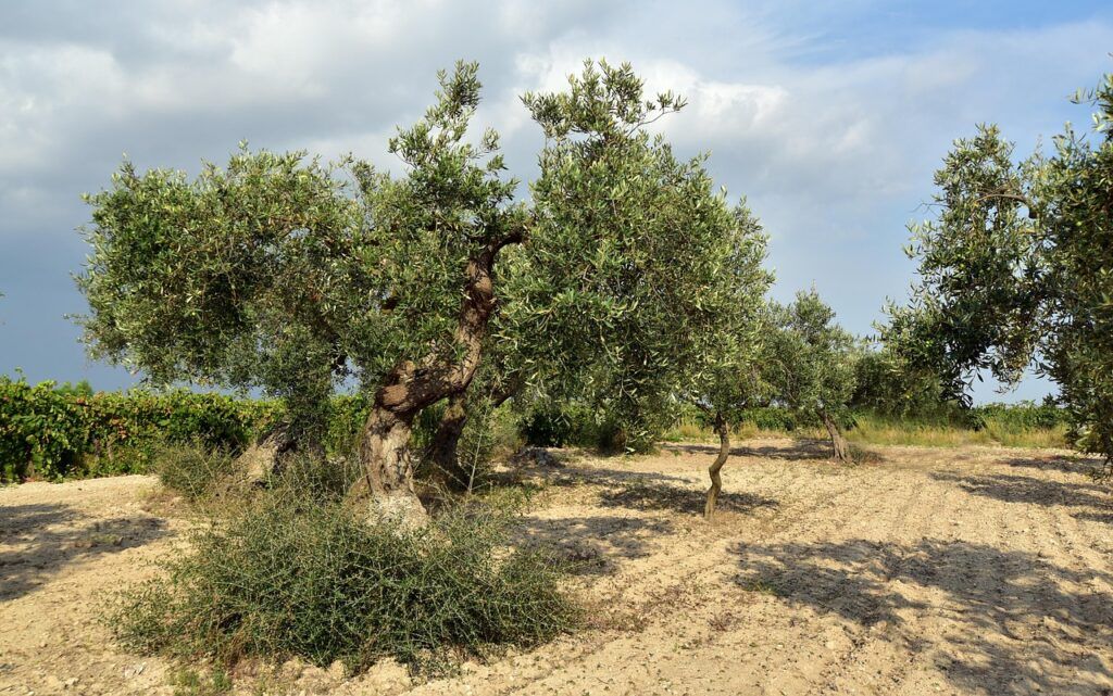 Olivo de hojas plateadas que aporta sombra y aire mediterráneo al jardín