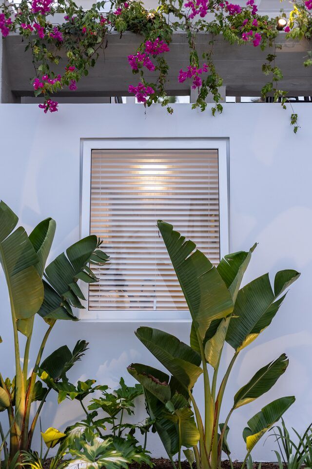 Ventana, bugambilia y vegetación costera